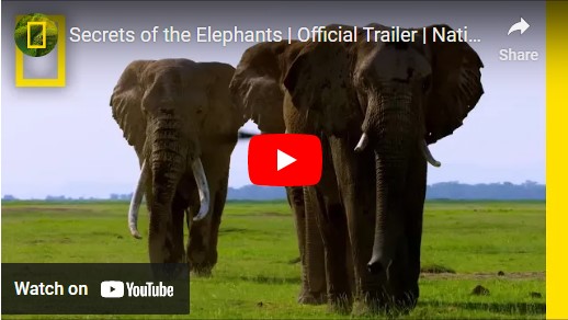 earth day 2023 elephants webp