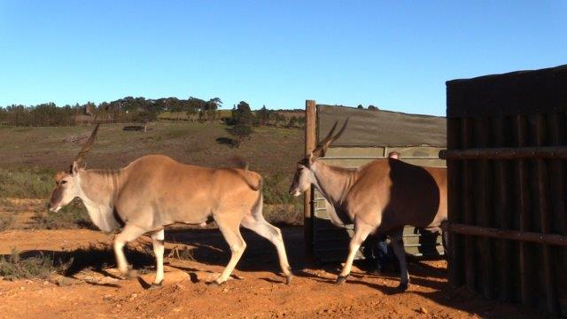 5. Eland leave boma