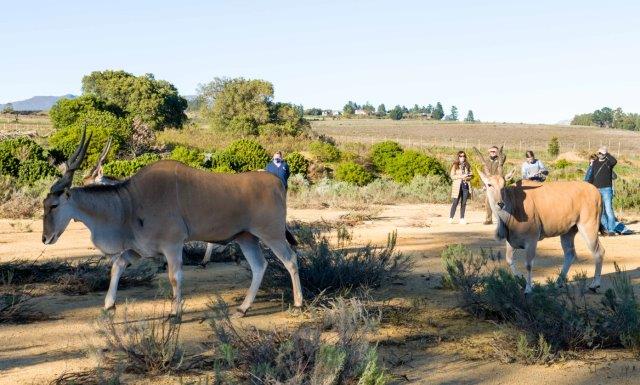 6. Eland