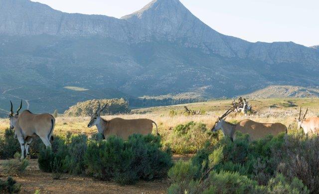 7. Eland