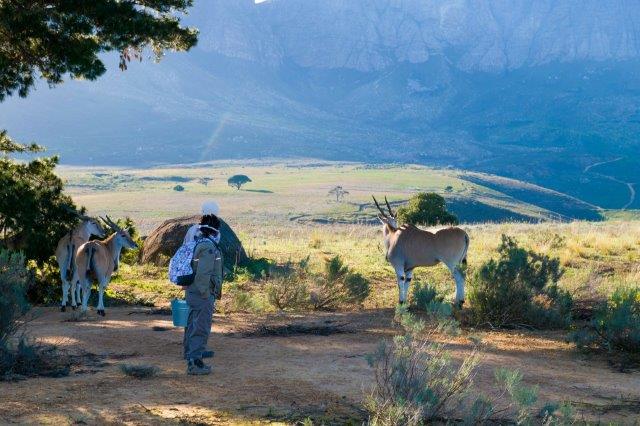 8. Eland