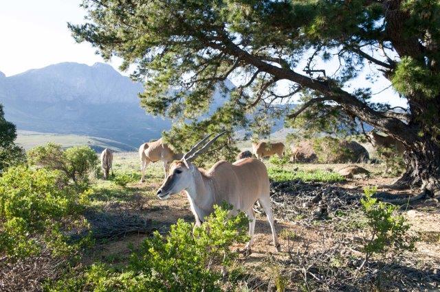 9. Eland