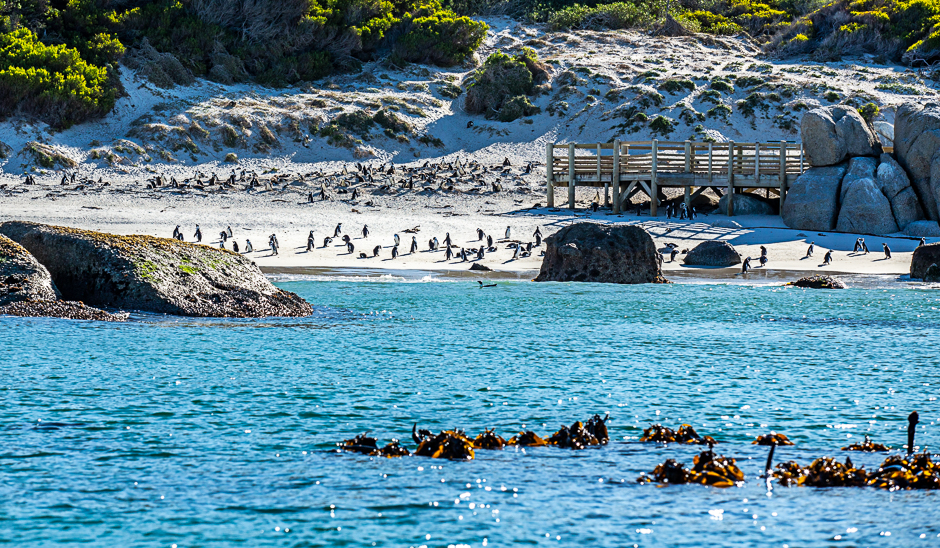 The penguins nesting on Foxy beach, Table Mountain National Park: Boulders Penguin Colony