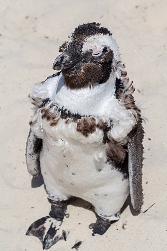 A moulting African penguin on Seaforth beach is at risk from repeated distrubance