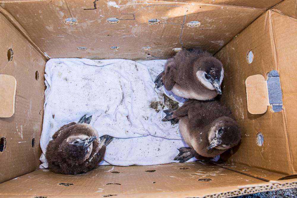 penguin rescue 7