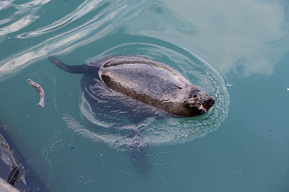 seal