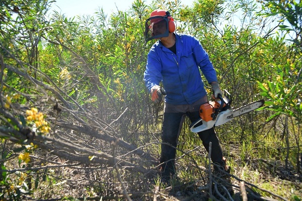 water programme alien vegetation