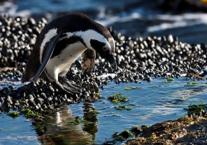 Boulders | African Penguin