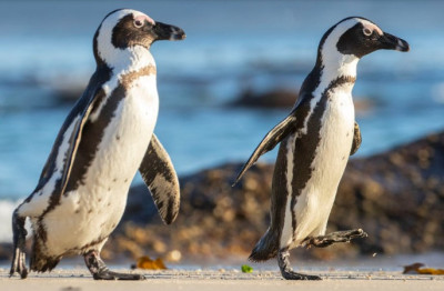 two_oceans_penguin_waddle_photo